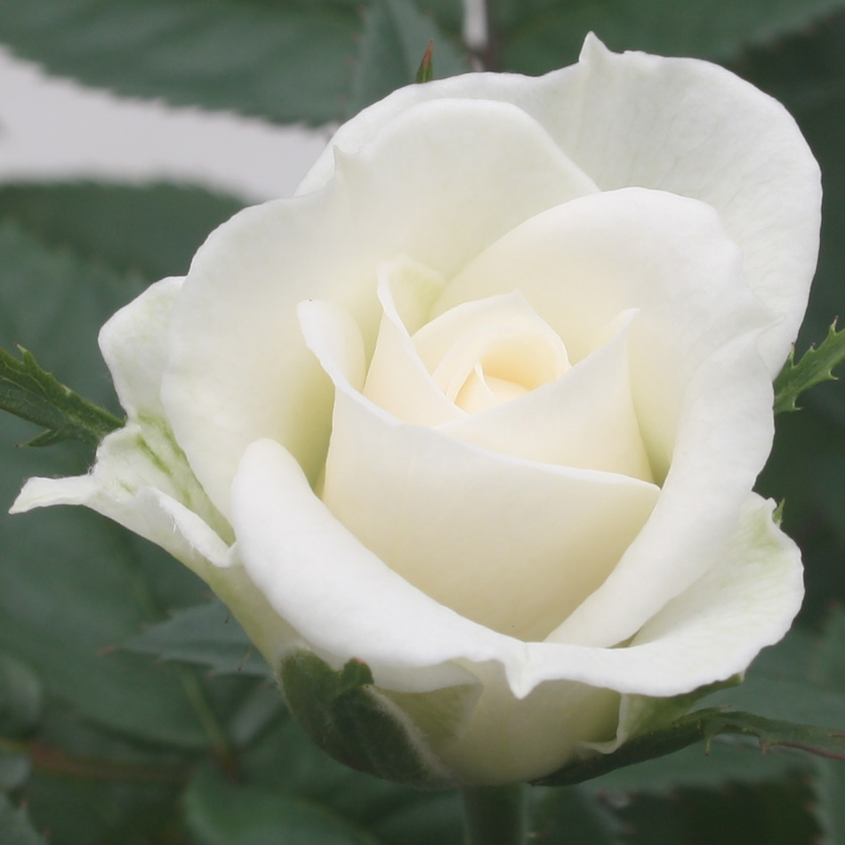 Close-up foto van de 10cm 'White Jewel' potroos